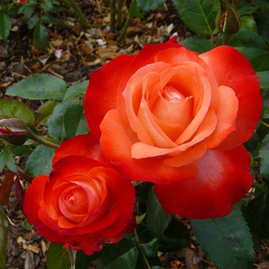 Alb crem cu marginea petalei roz spre roşu - trandafir teahibrid